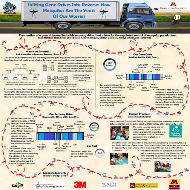 A group of college students’ proposal for a gene drive experiment. IMAGE: University of Minnesota iGEM team